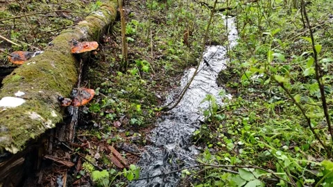Spring, streams in the forest (16) 4k 30 FPS Stock Footage 273252036
