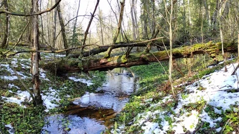 Spring, streams in the forest (17) 4k 30 FPS Stock Footage 273249914