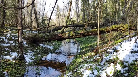 Spring, streams in the forest (18) Full HD 60 FPS Stock Footage 273245913