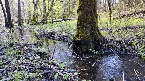Spring, streams in the forest (19) Full HD 60 FPS Stock-Footage 273249253