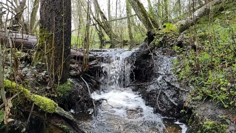 Spring, streams in the forest (2) Full HD 60 FPS Stock Footage 273233017