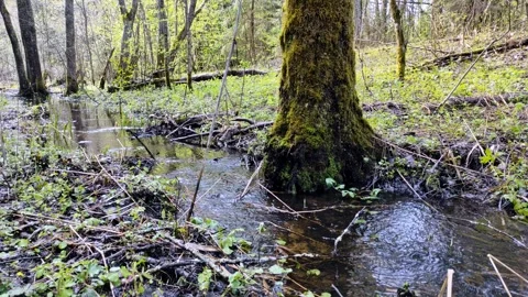 Spring, streams in the forest (20) 4k 30 FPS Stock Footage 273253338