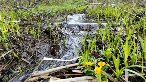 Spring, streams in the forest (3) 4k 30 FPS Stock Footage 273240181