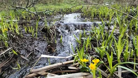 Spring, streams in the forest (4) Full HD 60 FPS Stock Footage 273233856
