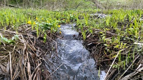Spring, streams in the forest (6) 4k 30 FPS Stock Footage 273249430