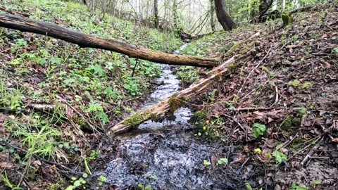 Spring, streams in the forest (7) Full HD 60 FPS Stock Footage 273240660
