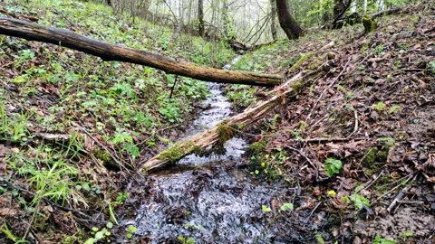 Spring, streams in the forest (8) 4k 30 FPS Stock Footage 273251591