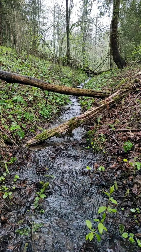 Spring, streams in the forest (9) Full HD 60 FPS Stock Footage 273239936