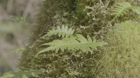 Spring Streams, moss ferns Stock Footage 127996090