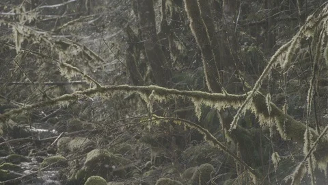 Spring Streams, moss ferns Stock Footage 127996116