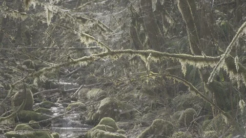 Spring Streams, moss ferns Stock Footage 127996216