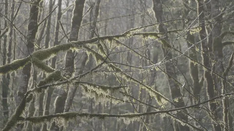 Spring Streams, moss ferns Stock Footage 127996226