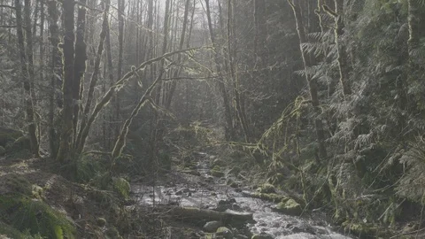 Spring Streams, moss ferns Stock Footage 127996430