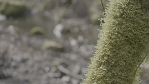 Spring Streams, moss ferns Stock Footage 127996928