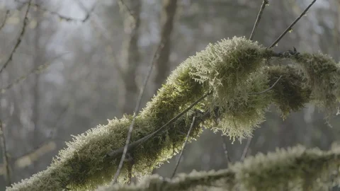 Spring Streams, moss ferns Stock Footage 127996950