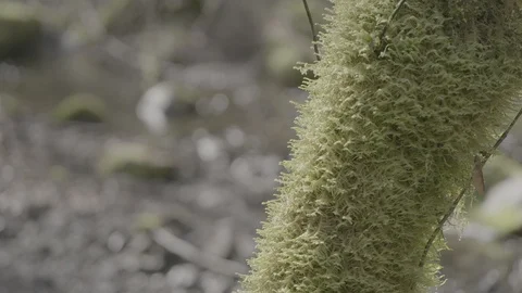 Spring Streams, moss ferns Stock Footage 127997014