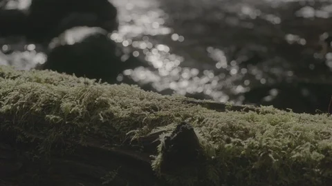 Spring Streams, moss ferns Stock Footage 127997341