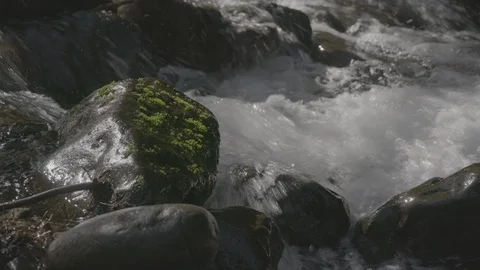 Spring Streams, moss ferns Stock Footage 127997530