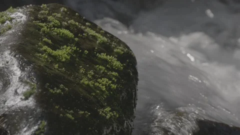 Spring Streams, moss ferns Stock Footage 127997784