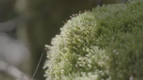 Spring Streams, moss ferns Stock Footage 127997825