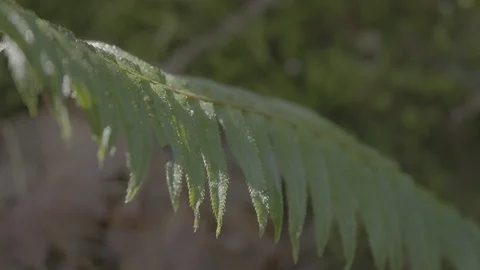 Spring Streams, moss ferns Stock Footage 127998175