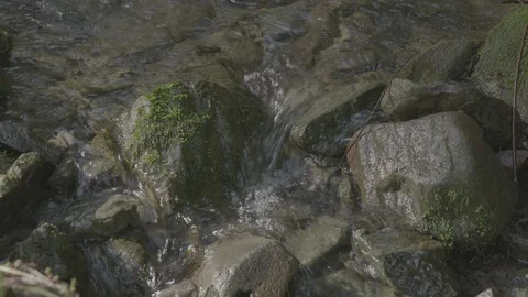 Spring Streams, moss ferns Stock Footage 127998181