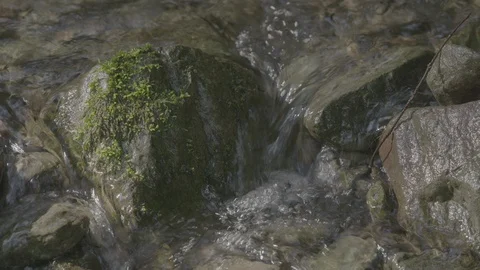 Spring Streams, moss ferns Stock Footage 127998531