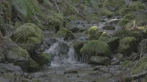 Spring Streams, moss ferns Stock Footage 127999045