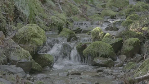 Spring Streams, moss ferns Stock Footage 127999192