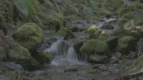 Spring Streams, moss ferns Stock Footage 127999237