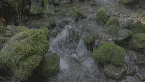 Spring Streams, moss ferns Stock Footage 127999524