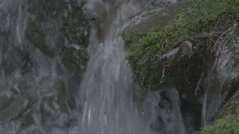 Spring Streams, moss ferns Stock Footage 128000045