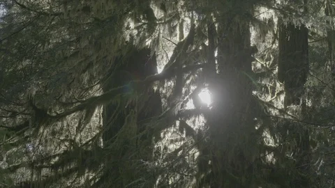 Spring Streams, moss ferns Stock Footage 128000135