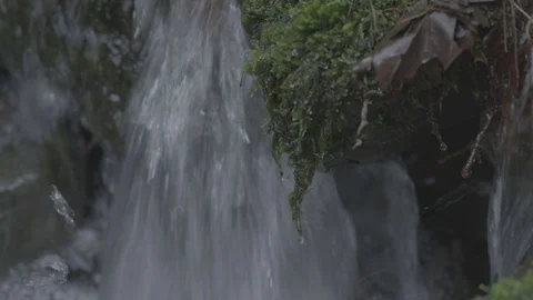 Spring Streams, moss ferns Stock Footage 128000136