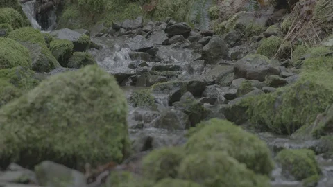Spring Streams, moss ferns Stock Footage 128000167