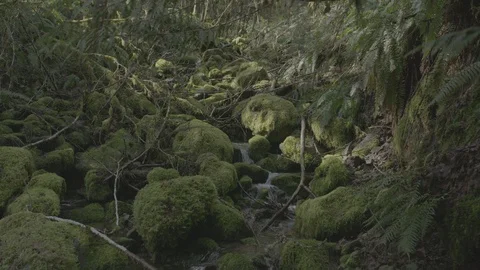 Spring Streams, moss ferns Stock Footage 128000546