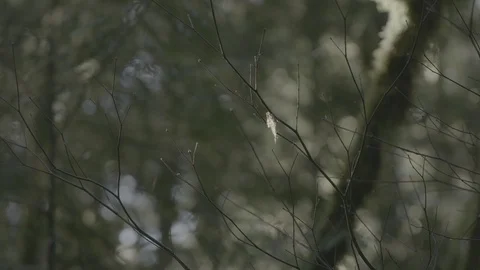 Spring Streams, moss ferns Stock Footage 128000662