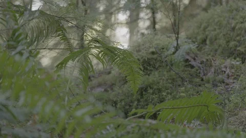 Spring Streams, moss ferns Stock Footage 128000689