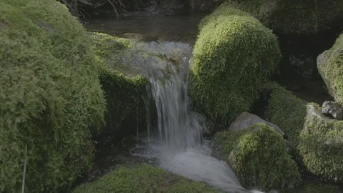 Spring Streams, moss ferns Stock Footage 128001154