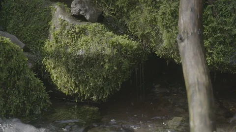 Spring Streams, moss ferns Stock Footage 128001240