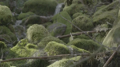 Spring Streams, moss ferns Stock Footage 128001288