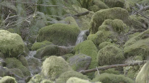 Spring Streams, moss ferns Stock Footage 128001405