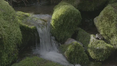 Spring Streams, moss ferns Stock Footage 128001482