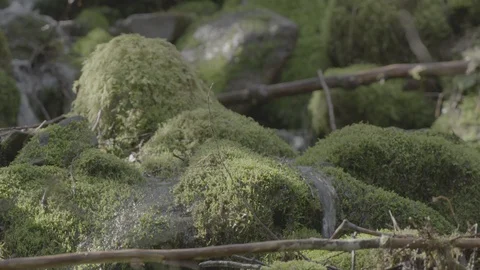 Spring Streams, moss ferns Stock Footage 128001640