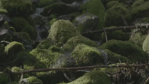 Spring Streams, moss ferns Stock Footage 128001685