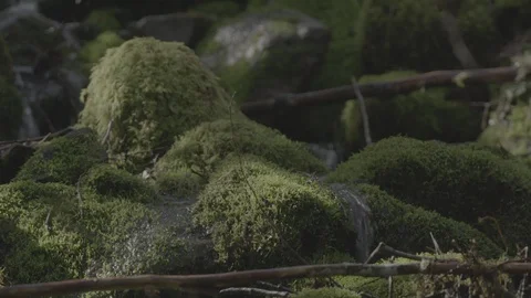Spring Streams, moss ferns Stock Footage 128001759