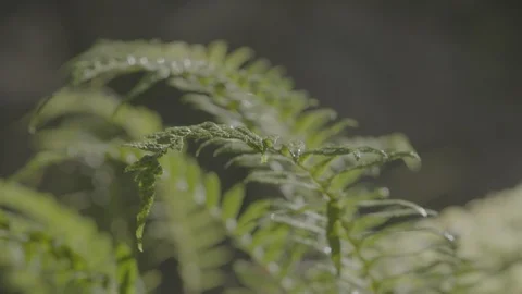 Spring Streams, moss ferns Stock Footage 128001803