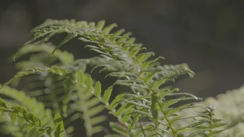 Spring Streams, moss ferns Stock Footage 128002051