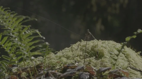 Spring Streams, moss ferns Stock Footage 128002201