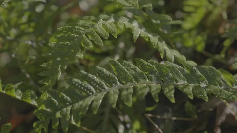 Spring Streams, moss ferns Stock Footage 128002273